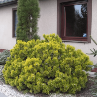 Сосна гірська 'Winter Gold